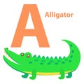 Alphabet for Children A letter Alligator Cartoon Royalty Free Stock Photo