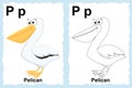 Alphabet coloring book page with outline clip art to color. Letter P. Pelican. Vector animals. Royalty Free Stock Photo