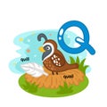 Alphabet Isolated Letter Q-quill-quail