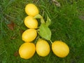 Alphabet Letter L Lemons in Grass
