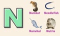 Alphabet Letter N In Pictures, Animals Starting With N