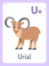 Alphabet printable flashcard with letter U and urial animal