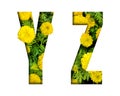 Alphabet Y, Z made from marigold flower font isolated on white background. Beautiful character concept