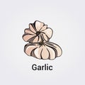 Garlic Vegetable Illustration Icon - Vector Design Elements - Hand drawn