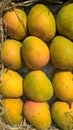 Alphonso mango or Haapus aamba fruit Royalty Free Stock Photo