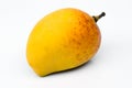 Alphonso Mango (Mangifera indica) Royalty Free Stock Photo