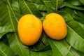 Alphonso Mango tropical fruit on green leaf background Royalty Free Stock Photo