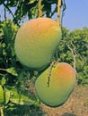 Alphonso mangoes Royalty Free Stock Photo