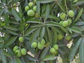 Alphonso mangoes Royalty Free Stock Photo