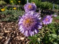 Alpin aster or blue alpine daisy (Aster alpinus) flowering with large daisy-like flowers with blue-violet rays Royalty Free Stock Photo