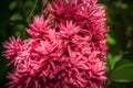 Alpina Purpurata in Bloom Royalty Free Stock Photo