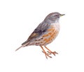 Alpine accentor Royalty Free Stock Photo