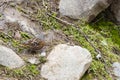 Alpine Accentor near Rocks