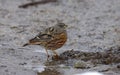 Alpine accentor, Prunella collaris