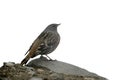 Alpine accentor, Prunella collaris Royalty Free Stock Photo