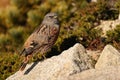 Alpine accentor (Prunella collaris erythropygia) in Japan