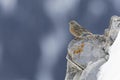 alpine accentor (Prunella collaris) on a ledge of a snowy mountain. Royalty Free Stock Photo