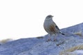 Alpine accentor (Prunella collaris) in the mountains. Royalty Free Stock Photo