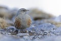 Alpine accentor (Prunella collaris) in the mountains. Royalty Free Stock Photo