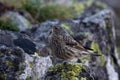 Alpine accentor