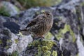 Alpine accentor Royalty Free Stock Photo