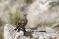 Alpine Accentor