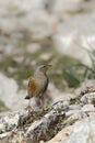 Alpine Accentor Royalty Free Stock Photo