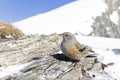 Alpine accentor (Prunella collaris) photographed with wide angle lens. Royalty Free Stock Photo