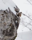 Alpine Accentor on rock Royalty Free Stock Photo