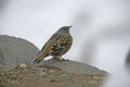 Alpine accentor, Prunella collaris Royalty Free Stock Photo