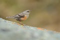 Alpine Accentor - Prunella collaris Royalty Free Stock Photo