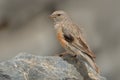 Alpine Accentor - Prunella collaris Royalty Free Stock Photo