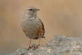 Alpine Accentor - Prunella collaris Royalty Free Stock Photo