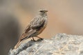 Alpine Accentor - Prunella collaris Royalty Free Stock Photo