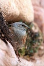 The alpine accentor Prunella collaris sitting on a stone wall.Rarity mountain songbird sitting on a stone wall.Mountain Royalty Free Stock Photo