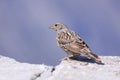 Alpine accentor