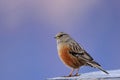 Alpine Accentor in Tungnath Temple Royalty Free Stock Photo