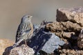 Alpine accentor (Prunella collaris) perched on a rock Royalty Free Stock Photo