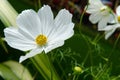 Alpine Anemone