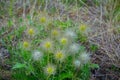 Pulsatilla alpine plant, growing on the meadow