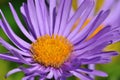 Alpine aster