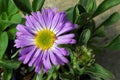 Aster Alpinus Goliath Royalty Free Stock Photo