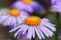 Alpine aster Aster alpinus. Beautiful purple flowers with an orange center and drops of water after rain in the garden Royalty Free Stock Photo