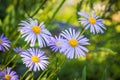 Alpine Aster alpinus. Decorative garden plant with purple blue flowers with yellow center, similar to chamomile