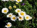 Alpine aster Royalty Free Stock Photo