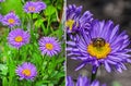 The Alpine Aster (Aster alpinus) Royalty Free Stock Photo