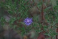 Alpine aster or blue Alpine daisy. An ornamental garden plant with purple or violet-blue flowers. A beautiful perennial plant for Royalty Free Stock Photo