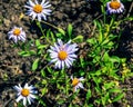 Alpine aster or chamomile, Aster alpinus L, blooming in a sunny garden in June Royalty Free Stock Photo