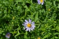 Alpine aster Dark Beauty