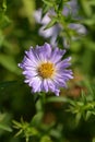 Alpine aster Dunkle Schoene